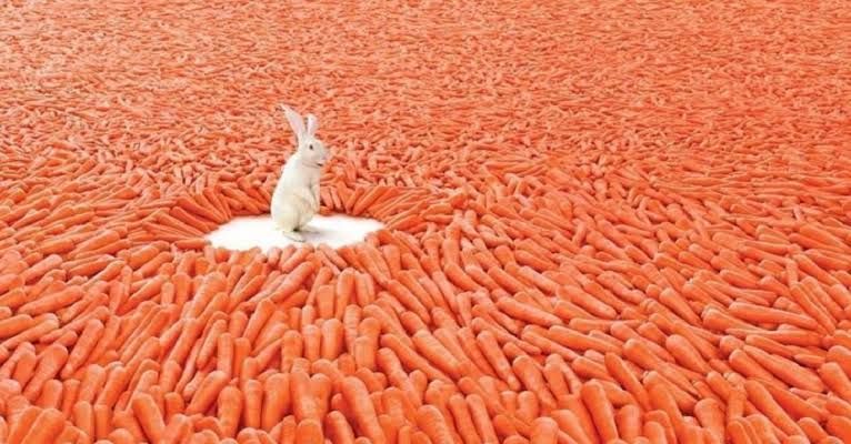 A rabbit sits surrounded by an enormous number of carrots in an open field.