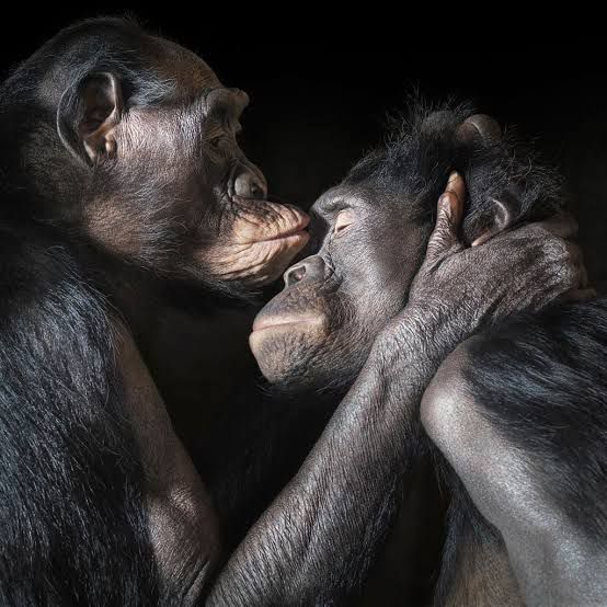 Two chimpanzees in a close, affectionate embrace, one gently holding the other's face with eyes closed, offering a serene moment resembling how seamlessly modern technology brings us closer through innovations like mobile cloud gaming.