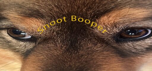 Snoot Booper game banner - find where to play in the cloud